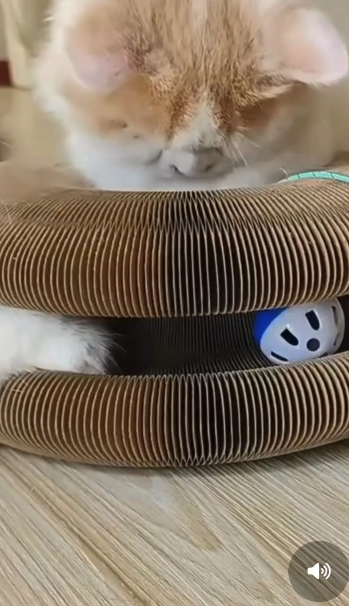 Vidéo 1